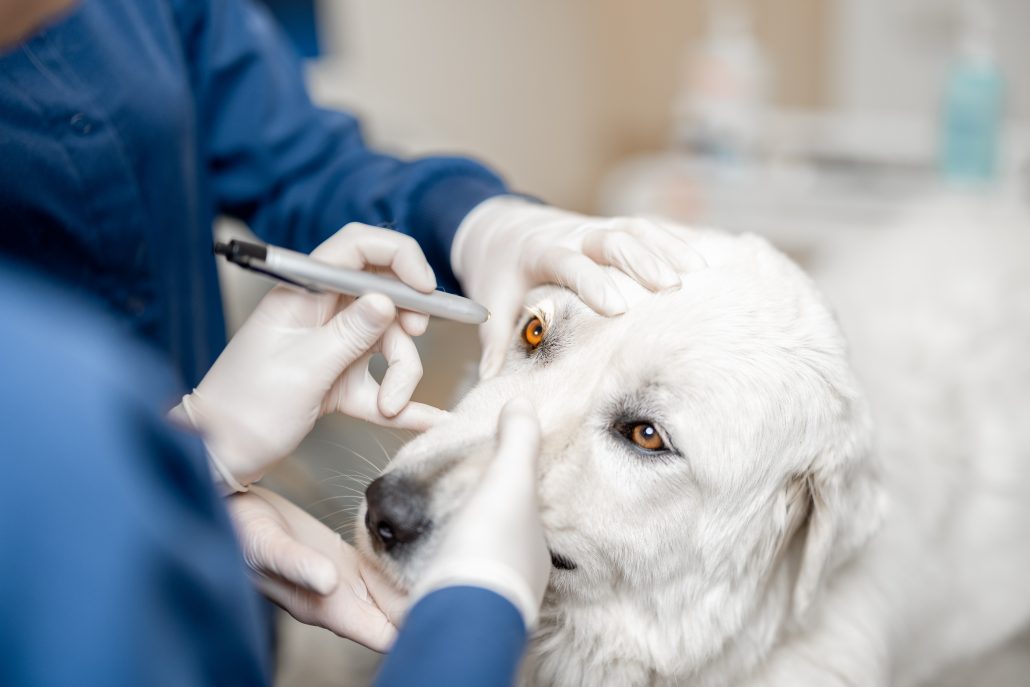 Veterinarians inspecting the eyes of a dog with an eye infection in vet clinic