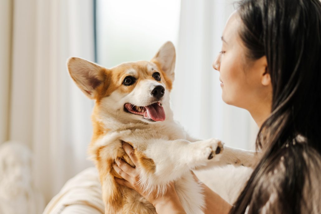 Young woman holding her happy pregnant corgi dog at home