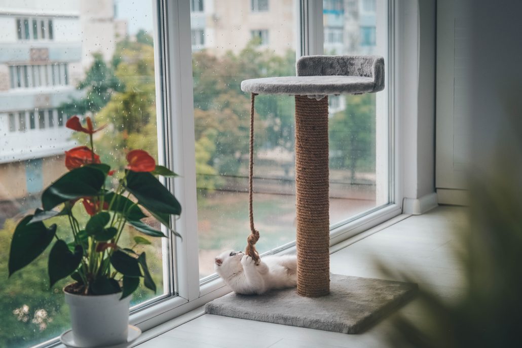 A indoor cat playing with a scratching post