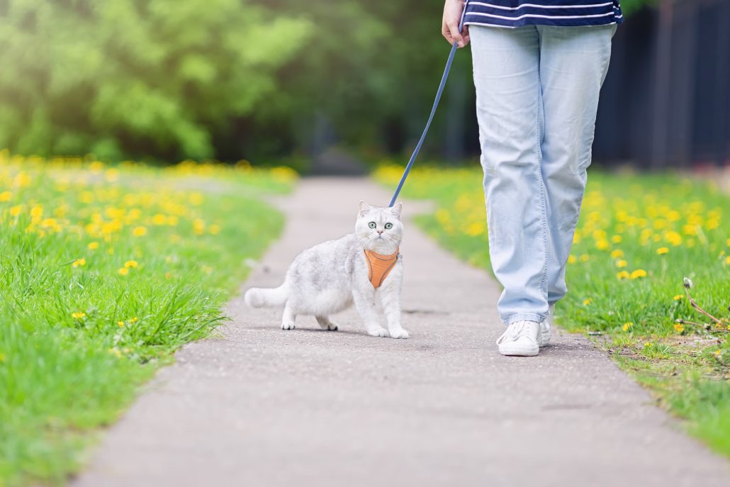 indoor cat walking with the owner in the park, in spring, dressed in an orange harness.