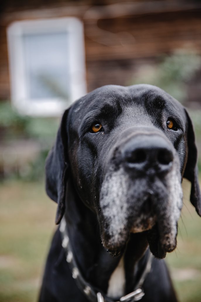 Closeup shot of an adorable black dog on blurred background