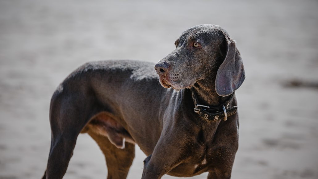 Closeup shot of a large brown dog on blurred background