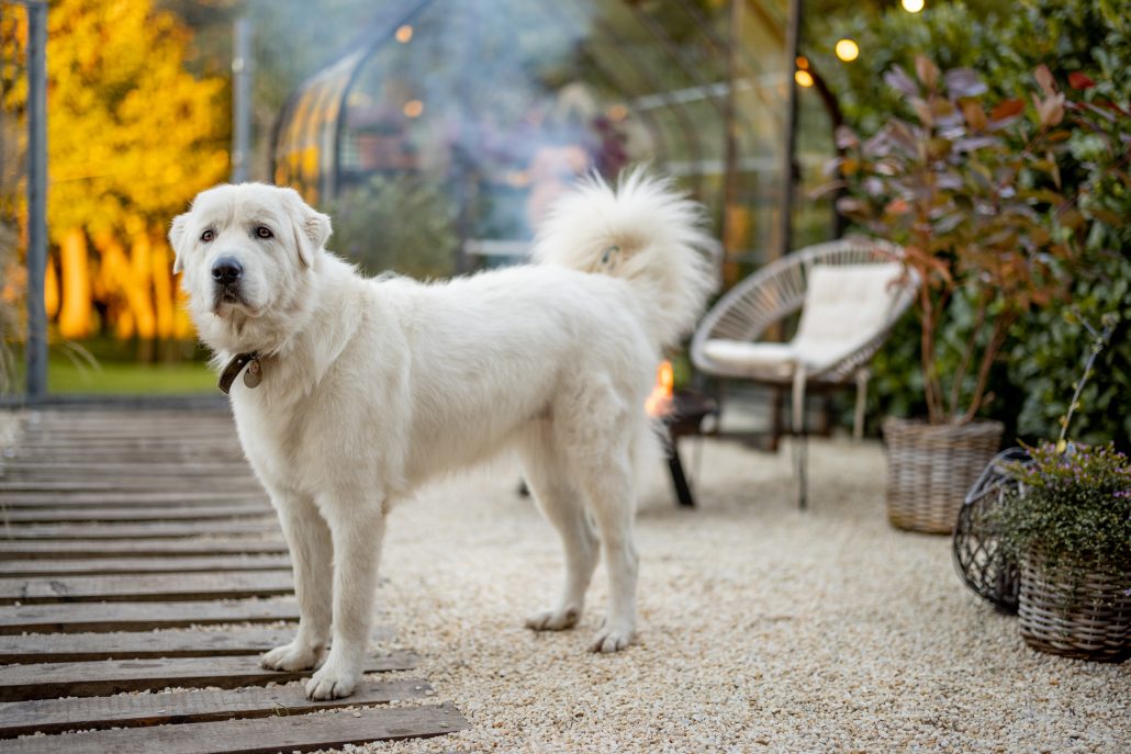 large white dog spending time outdoors