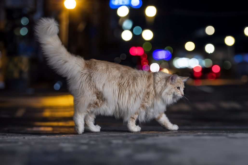 outdoor cat in front of city background