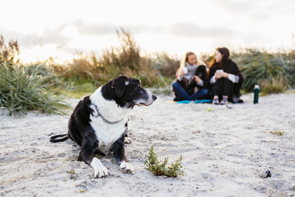 A serene day out as a dog enjoys the beach with its family in the background at sunset