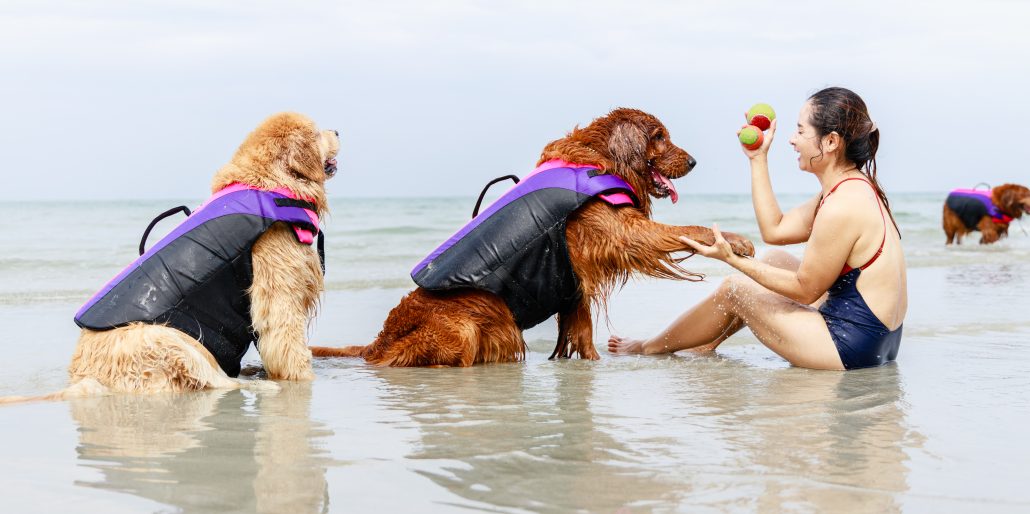 Golden Retrievers in a life jacket playing with their owner in the ocean