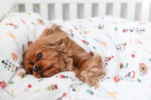 Cute dog laying in a pet bed covered with a duvet