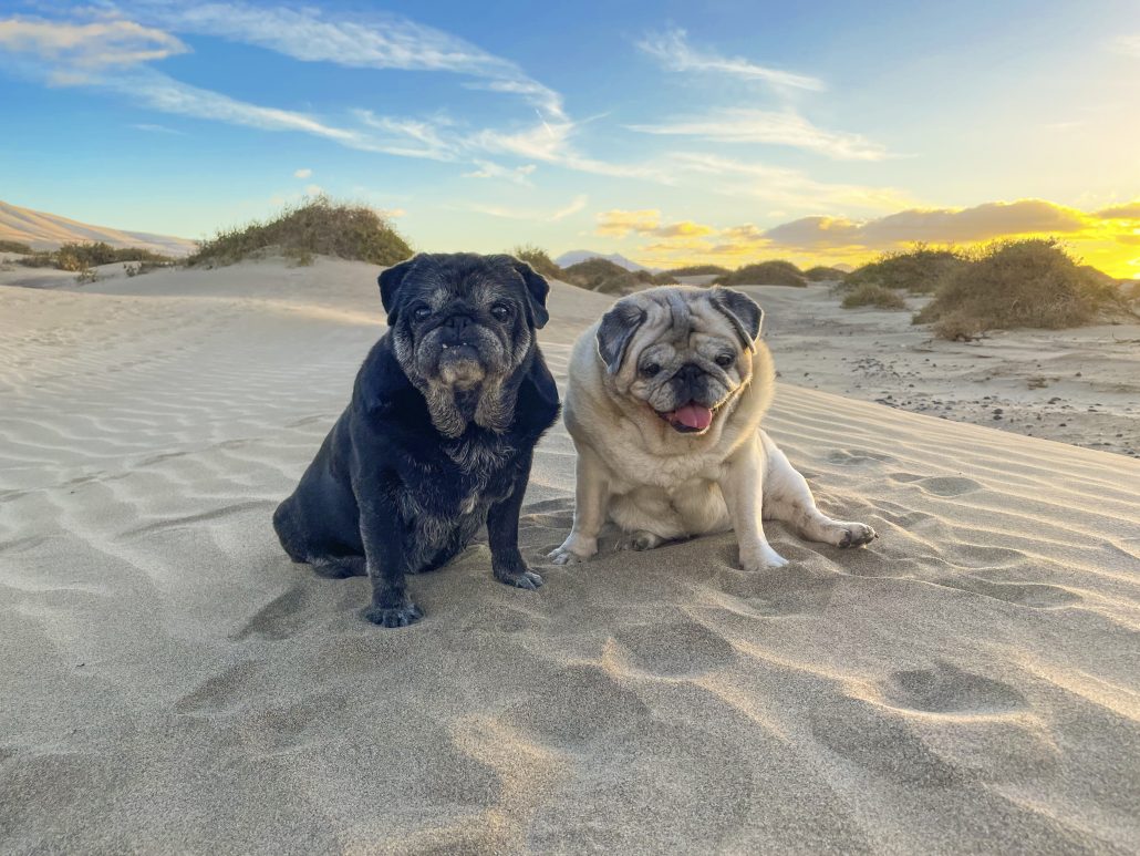 Couple of old pugs dogs sitting on the beach