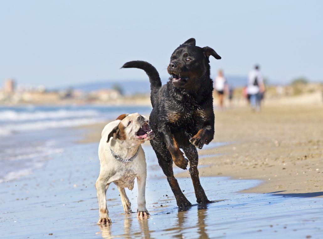 playing dogs on the beach