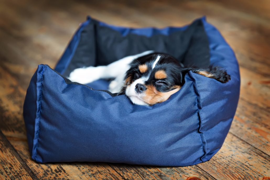 cute puppy of cavalier spaniel sleeping in a blue polyester pet bed