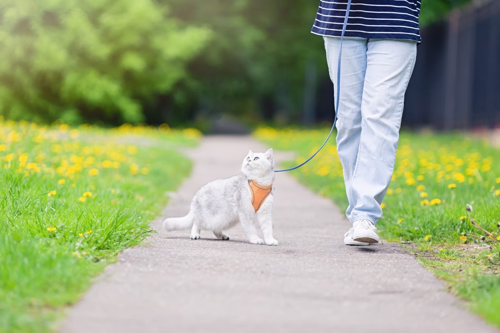 A people in blue jeans walking an cute white British cat on an orange harness