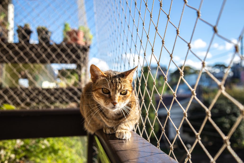 cat in a custom catio