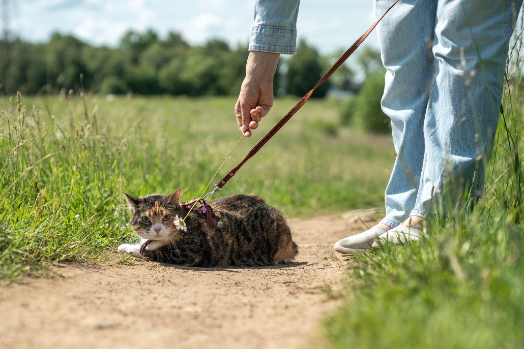 cat walks outside outdoors on leash for first time, frightened by new unusual environment.