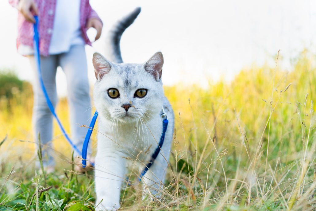 cat walking on a blue leash