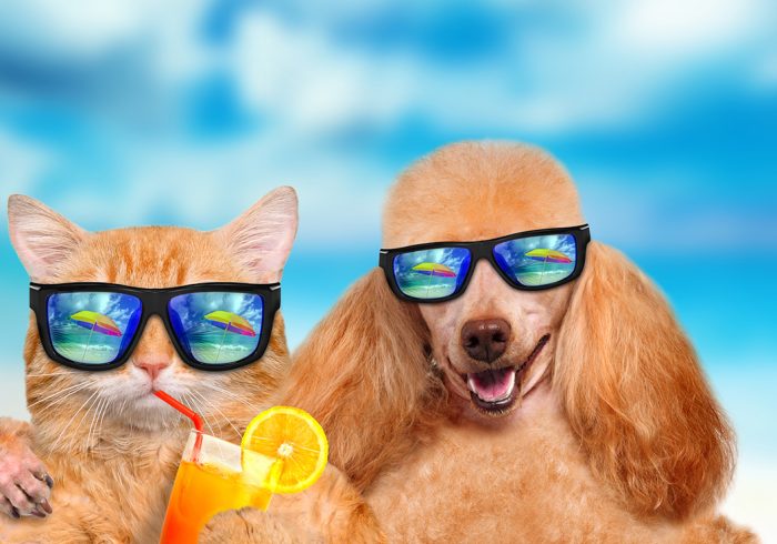 Cat and dog wearing sunglasses relaxing in the sea background.