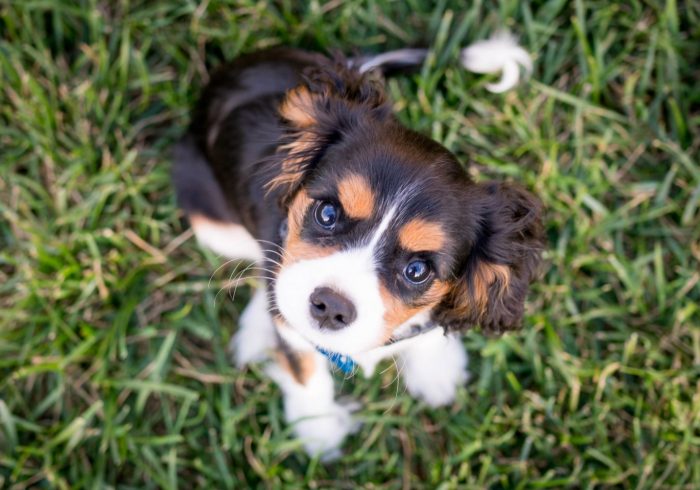 how to toilet train your puppy