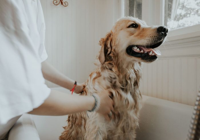 Labrador dog being groomed to reduce pet shedding