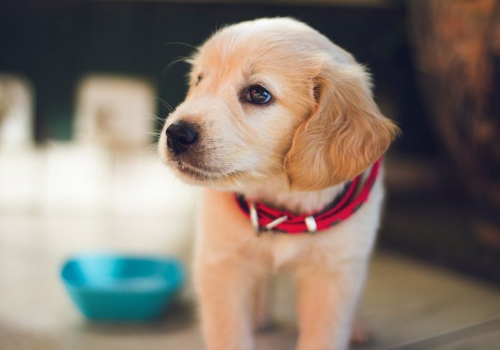 symptoms of parvo in dogs