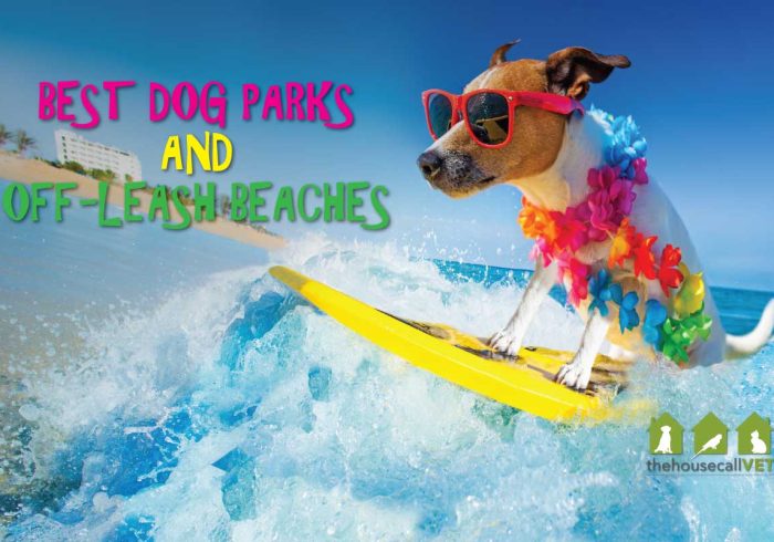 best-dog-parks-beaches