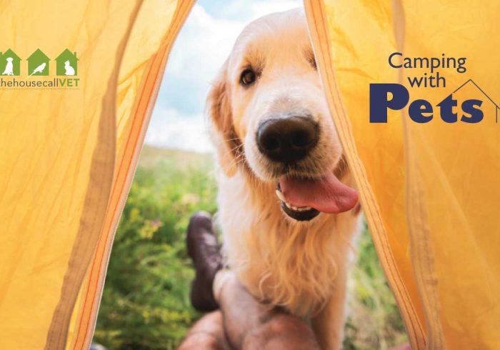 camping-with-pets