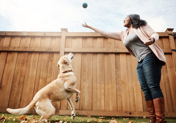 Canine playtime.