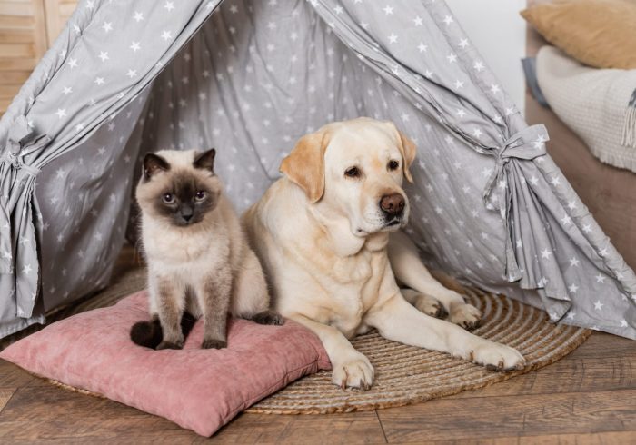 cat sitting on soft pillow near labrador lying in wigwam