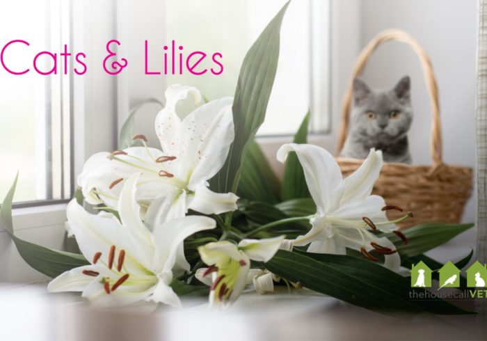 cats-and-lillies-web-1184x759