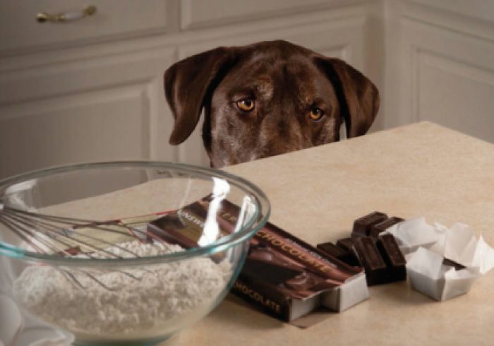 chocolate-bad-for-pets-460x295-2