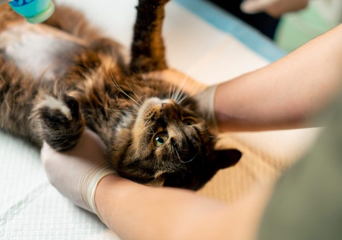 close up in a veterinary clinic veterinarian doctor squeezes blue lubricant onto the stomach of a cat to check for a UTI