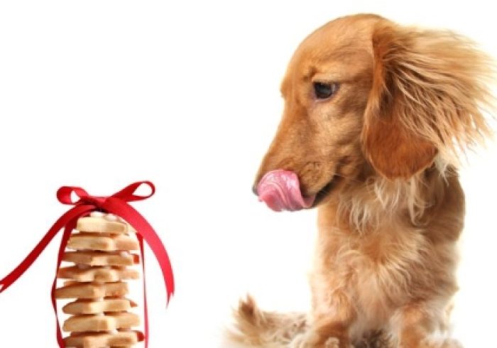 dog-treats-460x295