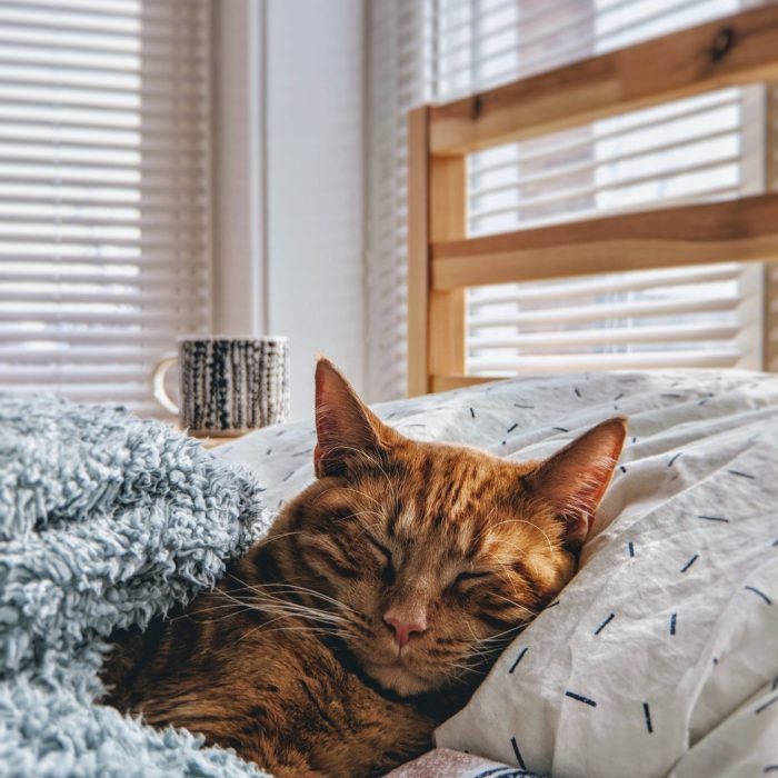 Introducing A New Cat To Your Home - cat sleeping under blanket