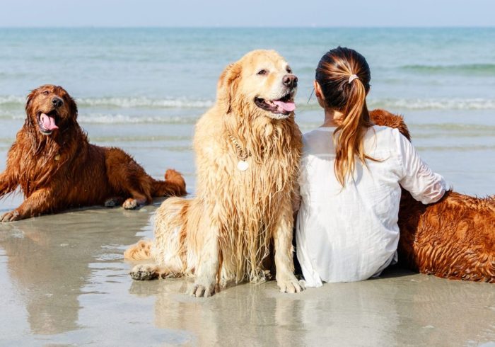 Love moment of Happy golden retriever family sitting with female owner on tropical beach