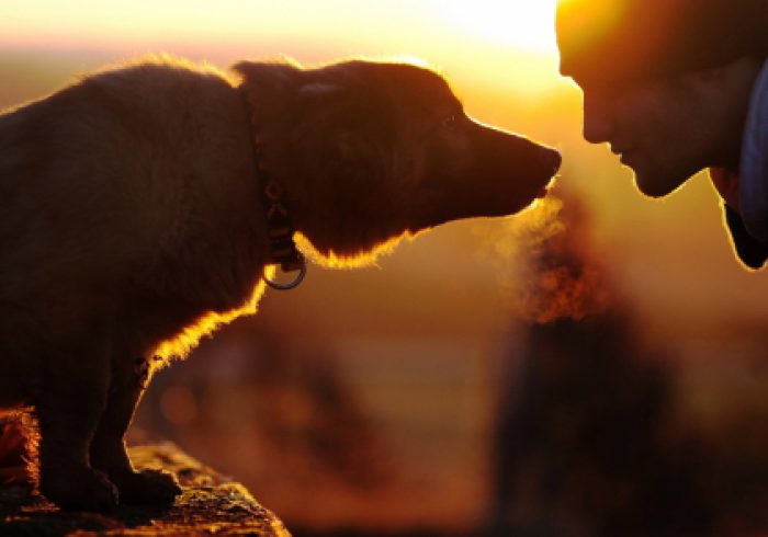 mans-best-friend-460x295-1