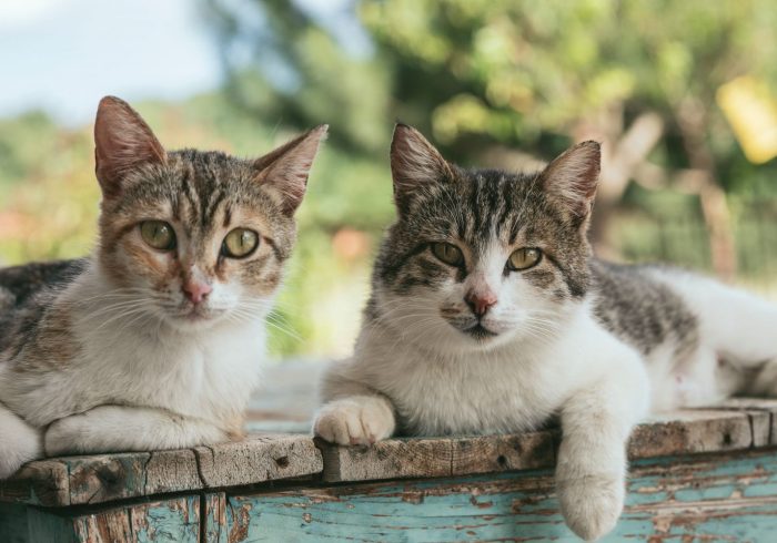 tick bites in cats