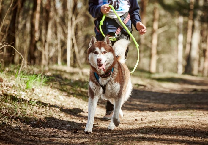 Running Siberian Husky dog in harness pulling man on autumn forest country road, outdoor Husky dog canicross. Autumn canicross championship in woods of running man and Siberian Husky dog
