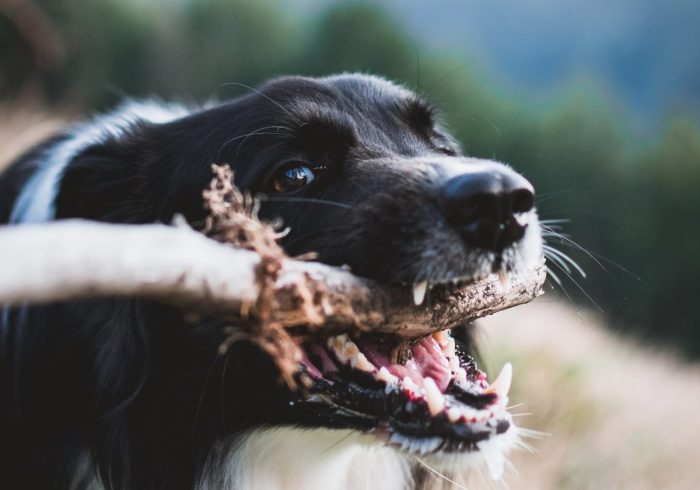 affordable vet care - dog and stick